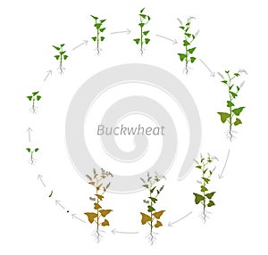 Circular life cycle of Buckwheat Fagopyrum Polygonaceae Round Growth stages vector illustration