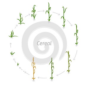 Circular life cycle of Cereal grain agricultural crops. Rye or wheat plant. Vector illustration. Secale cereale. Round Agriculture