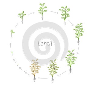 Circular life cycle of Lentil Soybean Lens culinaris. Round Growth stages vector illustration