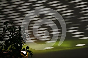 Circular lights pattern on a wall with a plant. PatrÃÂ³n de luces circulares en una pared con una planta. photo