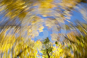 Circular movement. Beech forest in warm tone