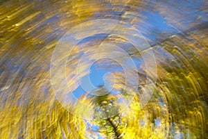 Circular movement. Beech forest in warm tone