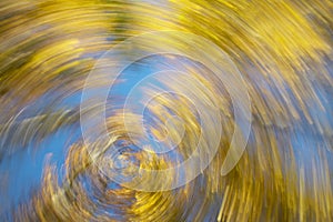 Circular movement. Beech forest in warm tone