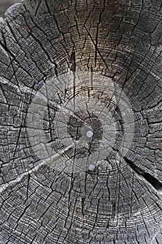 Circular old wood texture with nails