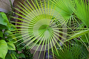 Circular Palm Fronds Tropical Garden