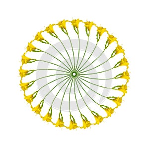 Circular pattern of Hemerocallis flowers