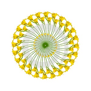 Circular pattern with rings of yellow daylilies