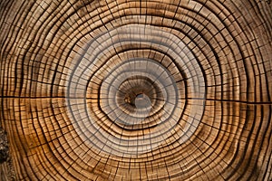 circular patterns on a cross section of a giant and old tree trunk