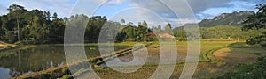 Circular ricefields