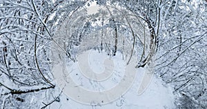 Circular rotation of the hemisphere of the earth in winter snowy landscape in pine forest. little planet transformation