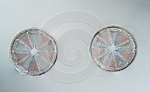 circular shells of the Actinophychus heliopelta diatom,