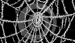 Real frost covered spider web isolated on black