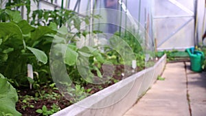 Circular video in a vegetable greenhouse
