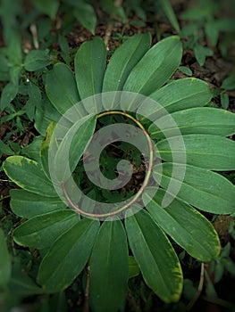 a circular wild plant with green leaves, grows abundantly in humid, tropical areas of Asia