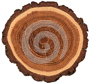 Circular wood slab with bark and growth rings. Colorful oak tree slice texture isolated on white background