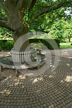 A circular wooden seat built around a Quercus castaneifolia `Green Spire` tree,RHS Garden,Harlow Carr,Harrogate,North Yorkshire,