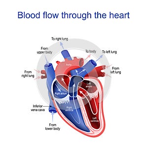 Circulation of blood through the heart. Cross section photo