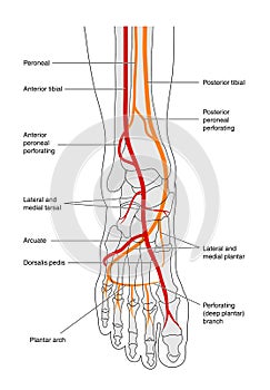 Circulación de pierna 