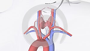 The Circulation of the Thyroid Gland