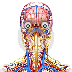 Circulatory and nervous system of head