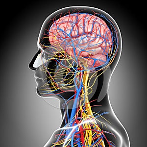 Circulatory and nervous system of head