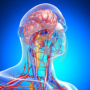 Circulatory and nervous system of head