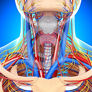 Circulatory and nervous system of throat