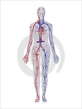 Circulatory System