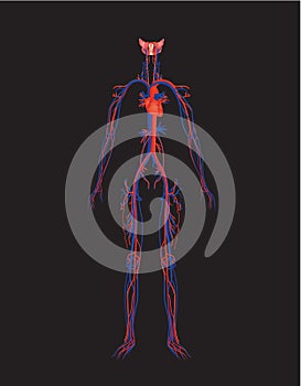 Circulatory system