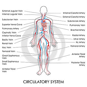 Circulatory System