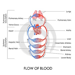 Circulatory System