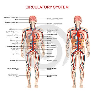 Circulatory system