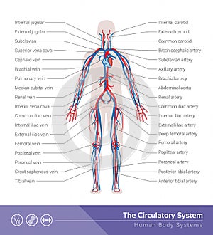 The circulatory system