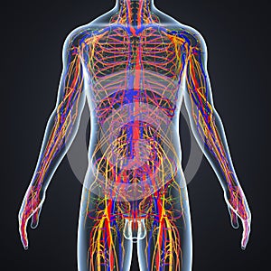 Circulatorio a nervioso sistema linfa nodos 