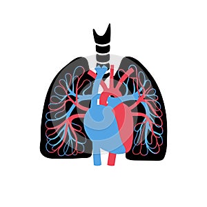 Circulatory system anatomy