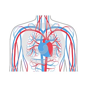 Circulatory system anatomy