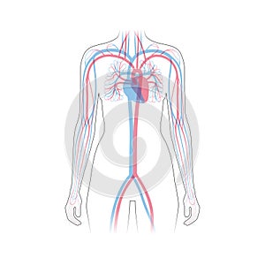 Circulatory system anatomy