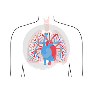 Circulatory system anatomy