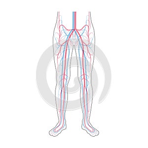 Circulatory system anatomy