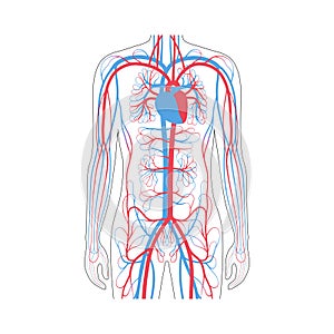 Circulatory system anatomy