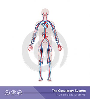 The circulatory system