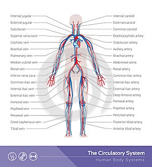 The circulatory system photo