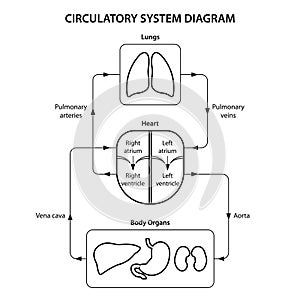 Circulatory system diagram labeled. Black and white illustration.