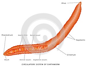 Circulatory System of earthworm