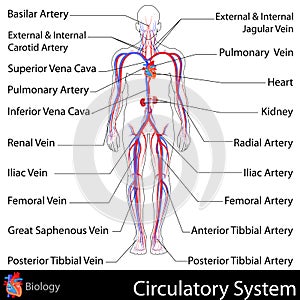 Circulatory System