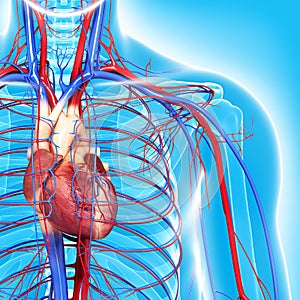 Circulatorio sistema de medio cuerpo enfatiza corazón 