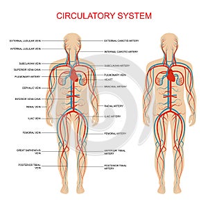 Circulatory system