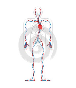 Circulatory system. Heart and blood vessels. Aorta and artery Human anatomy. Internal organs. Systems of man body and organs.