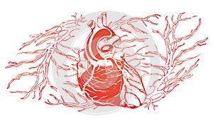 Circulatory system, heart and vessels illustration