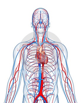 Circulatory system highlights heart photo